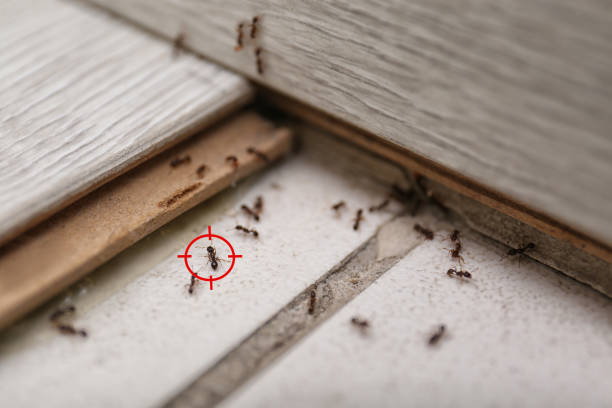 Best Mosquito Control Services  in Winter Gardens, CA